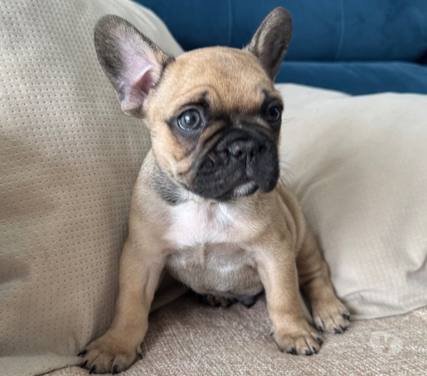 Animais Estimação à Venda Sao Paulo SP Barra Funda - Fotos para Bulldog Francês filhotes