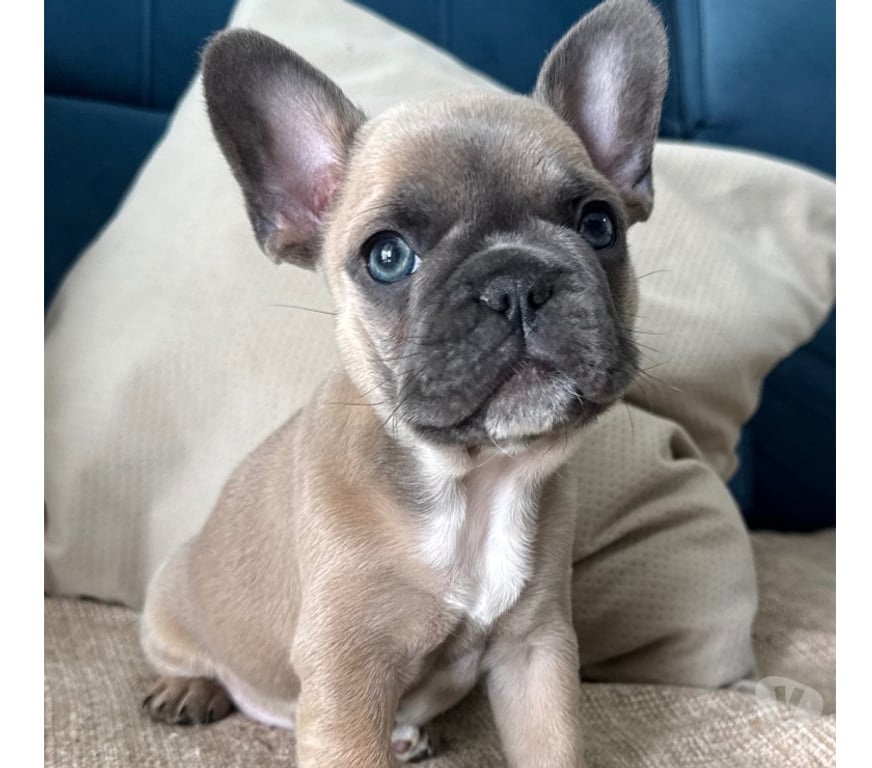 Animais Estimação à Venda Sao Paulo SP Barra Funda - Fotos para Bulldog Francês filhotes