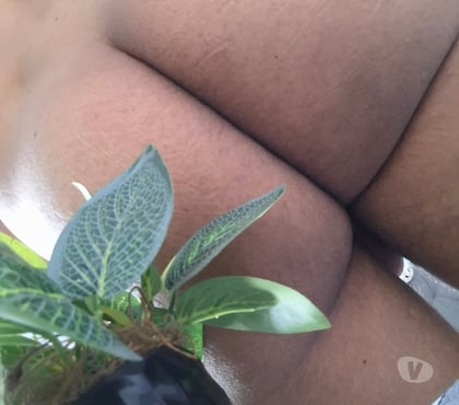 Encontros Sexuais Amaralina Salvador BA - Fotos para EM SALVADOR (BA) - DESGUSTADOR DE GALA QUENTE!