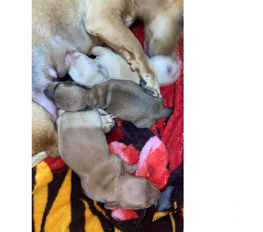 Animais Estimação à Venda Sao Goncalo RJ - Fotos para Que tal um salsichinha para ser feliz?