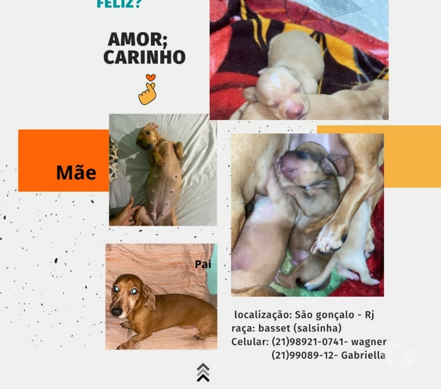 Animais Estimação à Venda Sao Goncalo RJ - Fotos para Que tal um salsichinha para ser feliz?