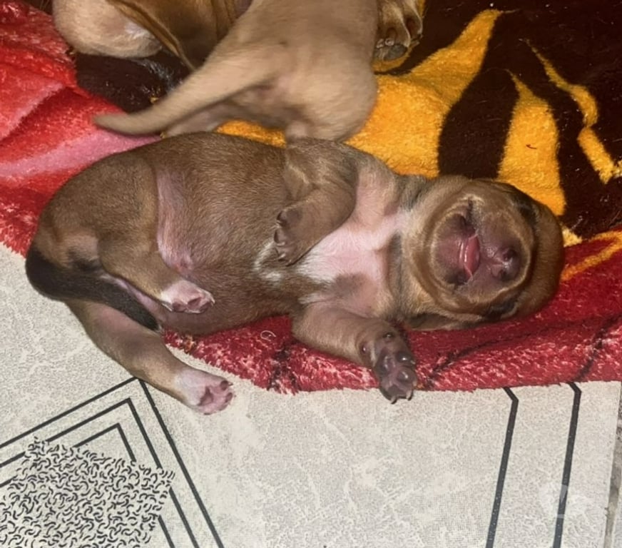 Animais Estimação à Venda Sao Goncalo RJ - Fotos para Que tal um salsichinha para ser feliz?