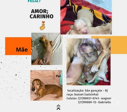 Animais Estimação à Venda - Fotos para Que tal um salsichinha para ser feliz?