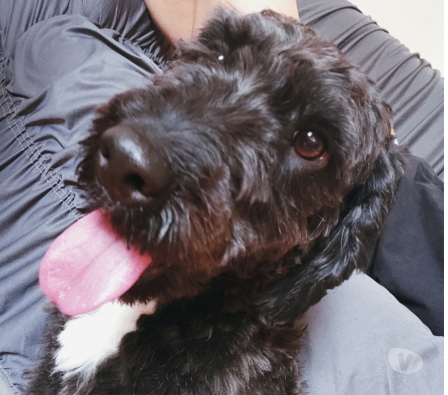 Adoção Animais de Estimação Sao Paulo SP São Miguel Paulista - Fotos para Doação de doguinho Billy