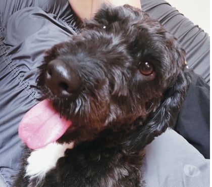 Adoção Animais de Estimação São Miguel Paulista Sao Paulo SP - Fotos para Doação de doguinho Billy