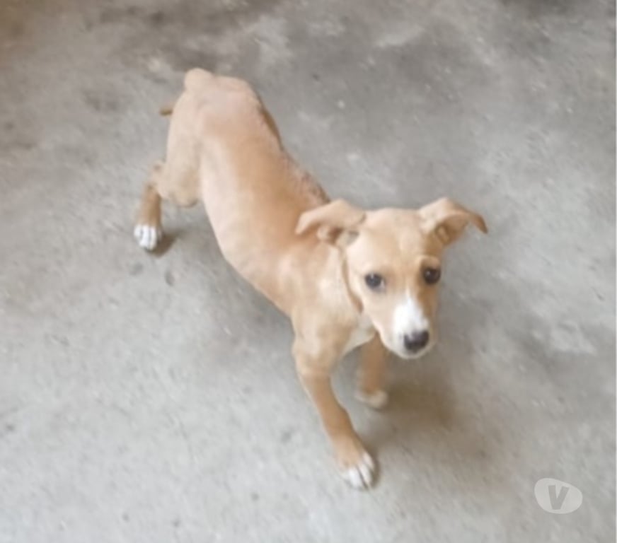 Adoção Animais de Estimação Nova Iguacu RJ - Fotos para Filhotes 4 meses