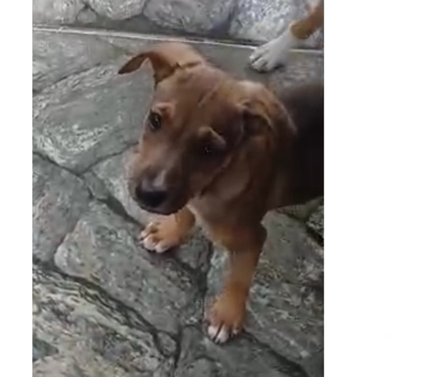 Adoção Animais de Estimação Nova Iguacu RJ - Fotos para Filhotes 4 meses