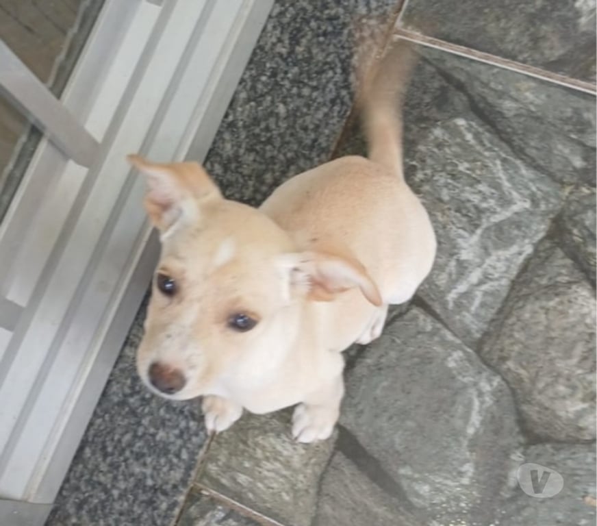 Adoção Animais de Estimação Nova Iguacu RJ - Fotos para Filhotes 4 meses