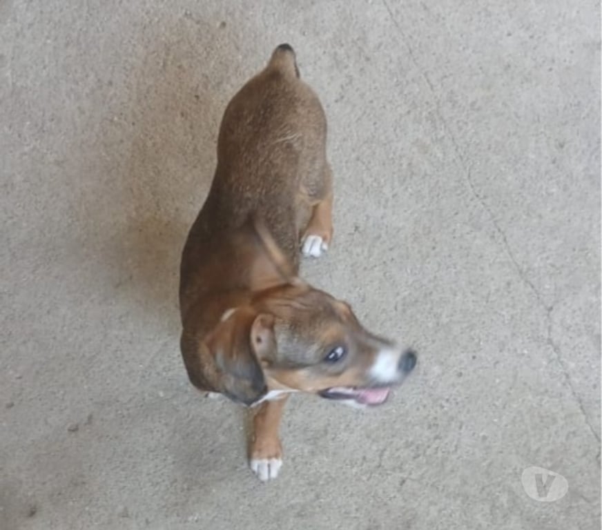 Adoção Animais de Estimação Nova Iguacu RJ - Fotos para Filhotes 4 meses