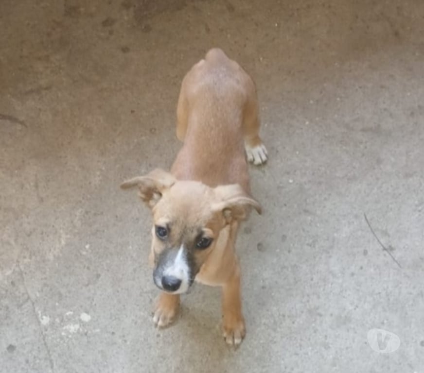 Adoção Animais de Estimação Nova Iguacu RJ - Fotos para Filhotes 4 meses