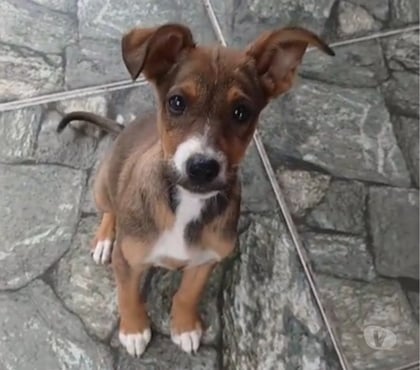 Adoção animais de estimação - Fotos para Filhotes 4 meses