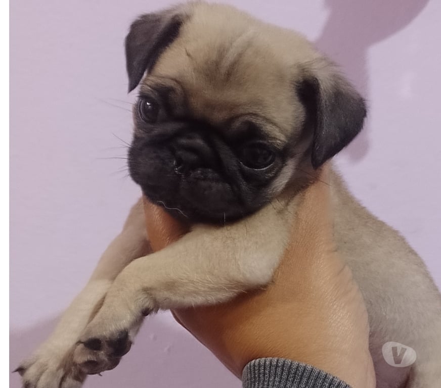 Animais Estimação à Venda Sao Paulo SP Saúde - Fotos para Bebês Pug macho e fêmea