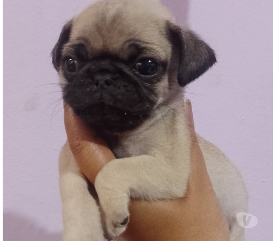 Animais Estimação à Venda Sao Paulo SP Saúde - Fotos para Bebês Pug macho e fêmea