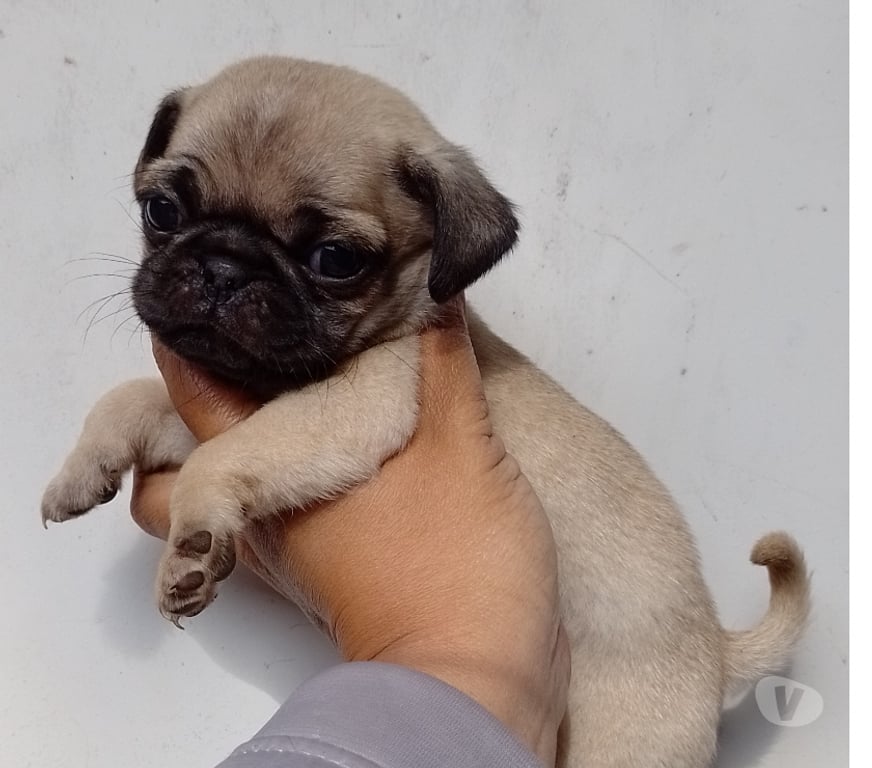 Animais Estimação à Venda Sao Paulo SP Saúde - Fotos para Bebês Pug macho e fêmea