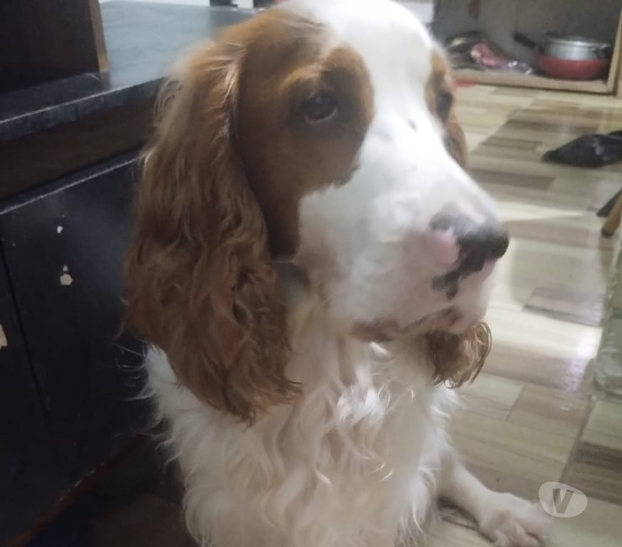 Animais Estimação à Venda Salvador BA Pirajá - Fotos para Cocker Spainel filhotes lindos