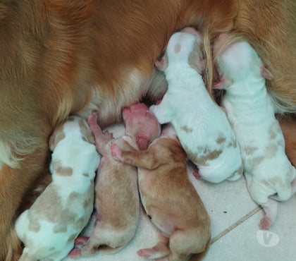 Animais Estimação à Venda Pirajá Salvador BA - Fotos para Cocker Spainel filhotes lindos