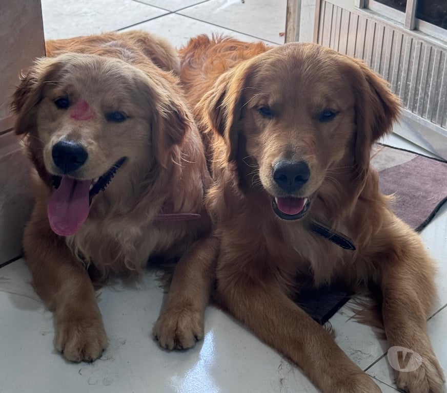 Animais Estimação à Venda Volta Redonda RJ - Fotos para Golden retriver disponível para reserva
