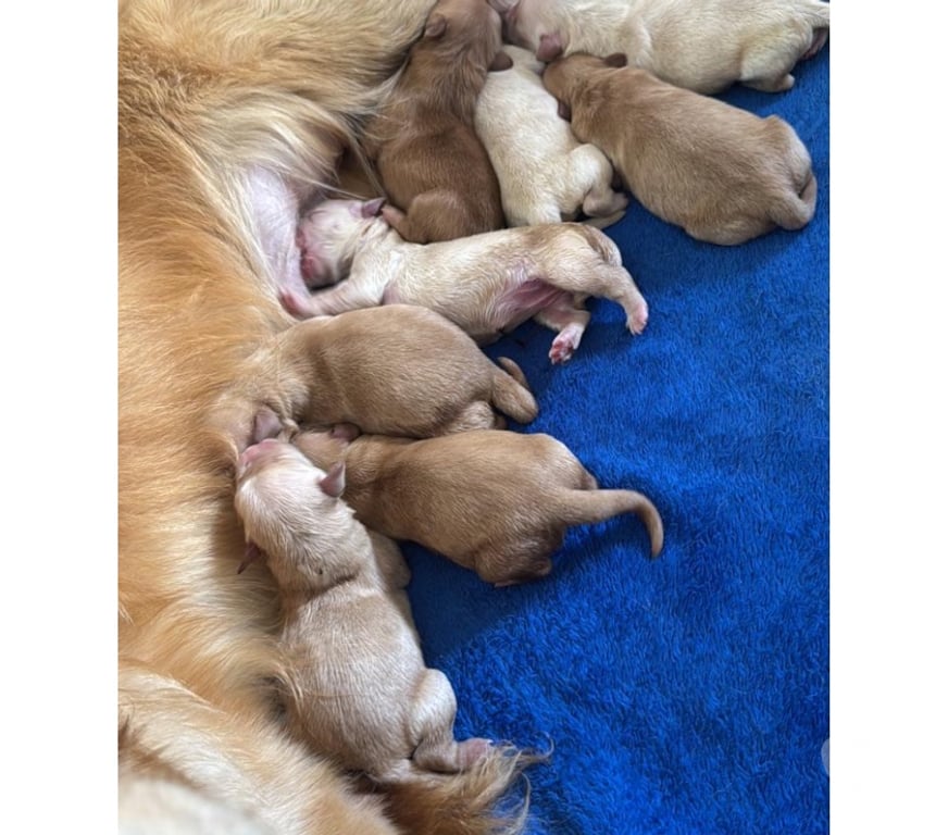 Animais Estimação à Venda Volta Redonda RJ - Fotos para Golden retriver disponível para reserva