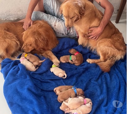 Animais Estimação à Venda - Fotos para Golden retriver disponível para reserva