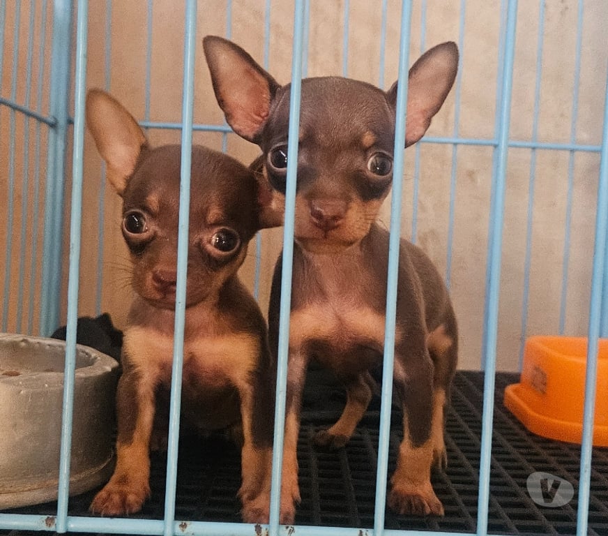 Animais Estimação à Venda Ribeirao Preto SP - Fotos para Pinscher fêmea 0