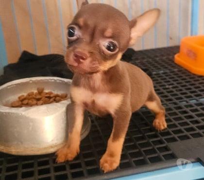 Animais estimação à venda - Fotos para Pinscher fêmea 0