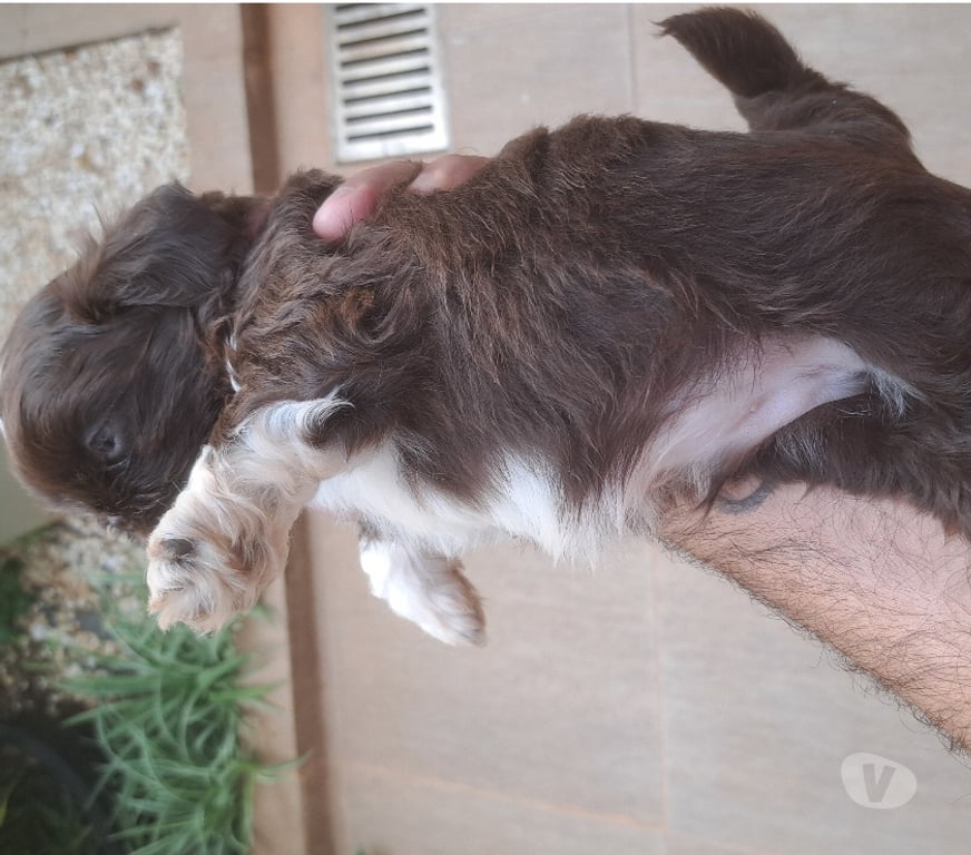 Animais Estimação à Venda Sao Jose do Rio Preto SP - Fotos para Filhote de shitzu
