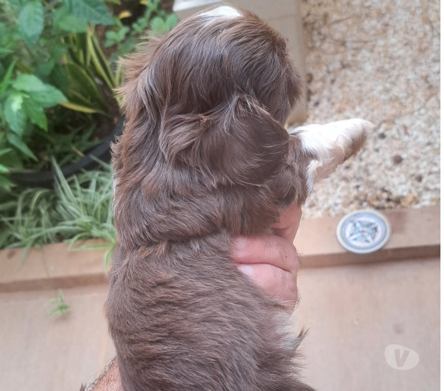 Animais Estimação à Venda Sao Jose do Rio Preto SP - Fotos para Filhote de shitzu
