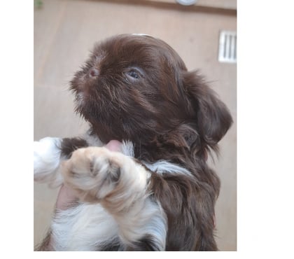 Animais estimação à venda - Fotos para Filhote de shitzu