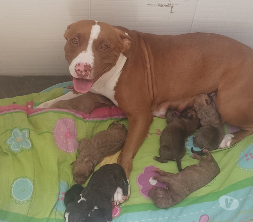 Animais Estimação à Venda Rio de Janeiro RJ Santa Cruz, Rio de Janeiro - Fotos para Filhotes de Pitbull red nose