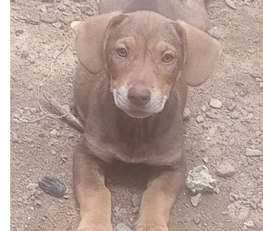 Animais Estimação à Venda Macae RJ - Fotos para Cachorro basset
