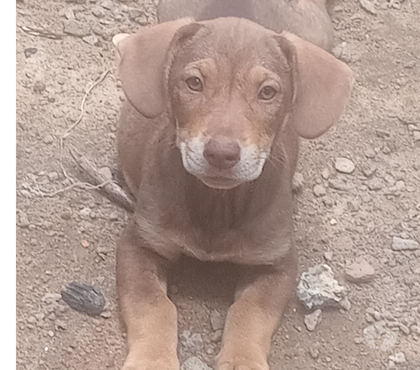 Animais estimação à venda - Fotos para Cachorro basset