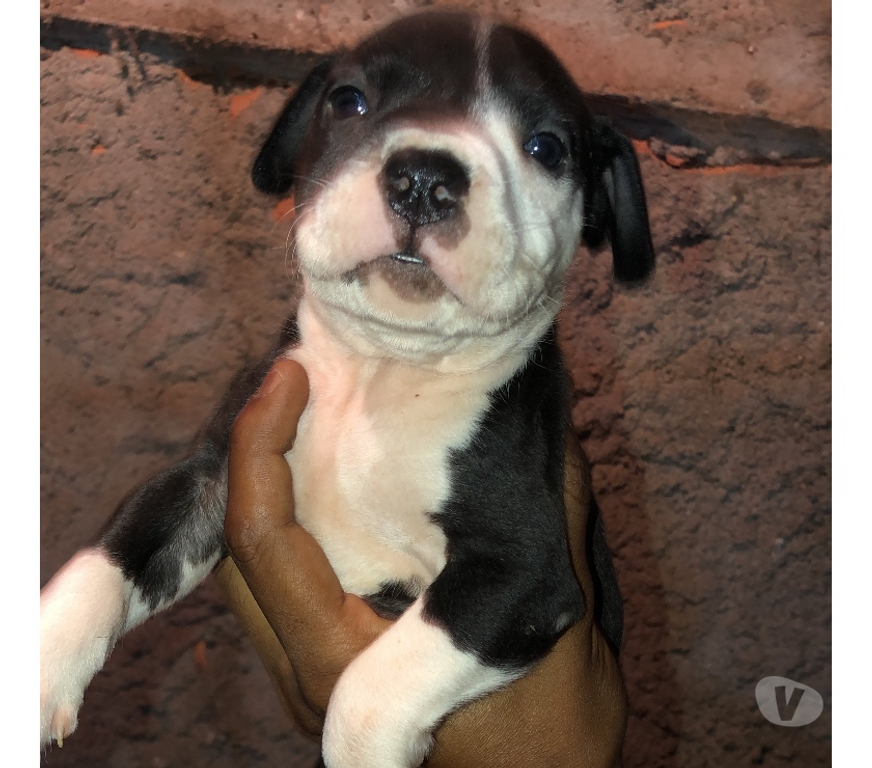 Animais Estimação à Venda Belo Horizonte MG Centro-Sul - Fotos para Filhos do Bogotá