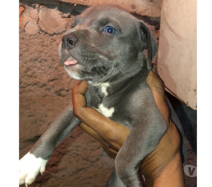 Animais Estimação à Venda Belo Horizonte MG Centro-Sul - Fotos para Filhos do Bogotá