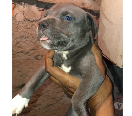 Animais Estimação à Venda Centro-Sul Belo Horizonte MG - Fotos para Filhos do Bogotá