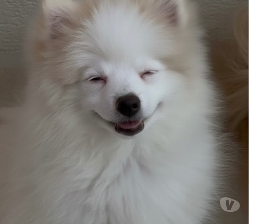 Animais do Campo Rio de Janeiro RJ Barra da Tijuca - Fotos para SPITZ ALEMÃO FÊMEA