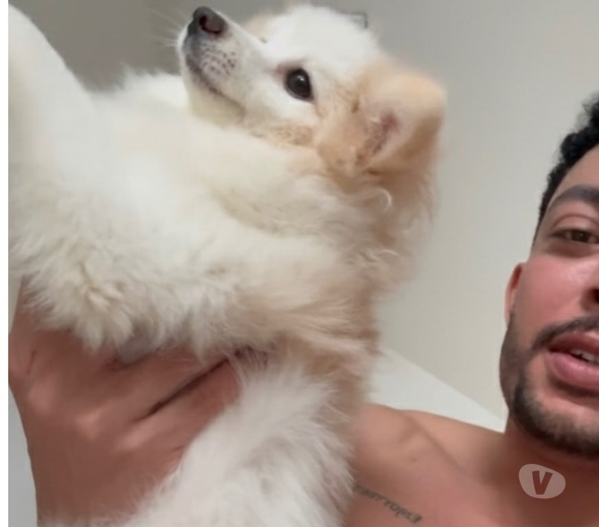 Animais do Campo Rio de Janeiro RJ Barra da Tijuca - Fotos para SPITZ ALEMÃO FÊMEA