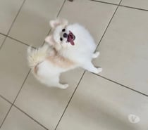 SPITZ ALEMÃO FÊMEA