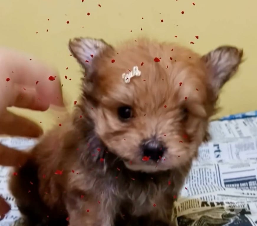 Animais Estimação à Venda Rio de Janeiro RJ Riachuelo, Rio de Janeiro - Fotos para Lulu da Pomerania