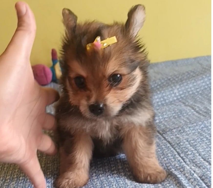 Animais Estimação à Venda Rio de Janeiro RJ Riachuelo, Rio de Janeiro - Fotos para Lulu da Pomerania