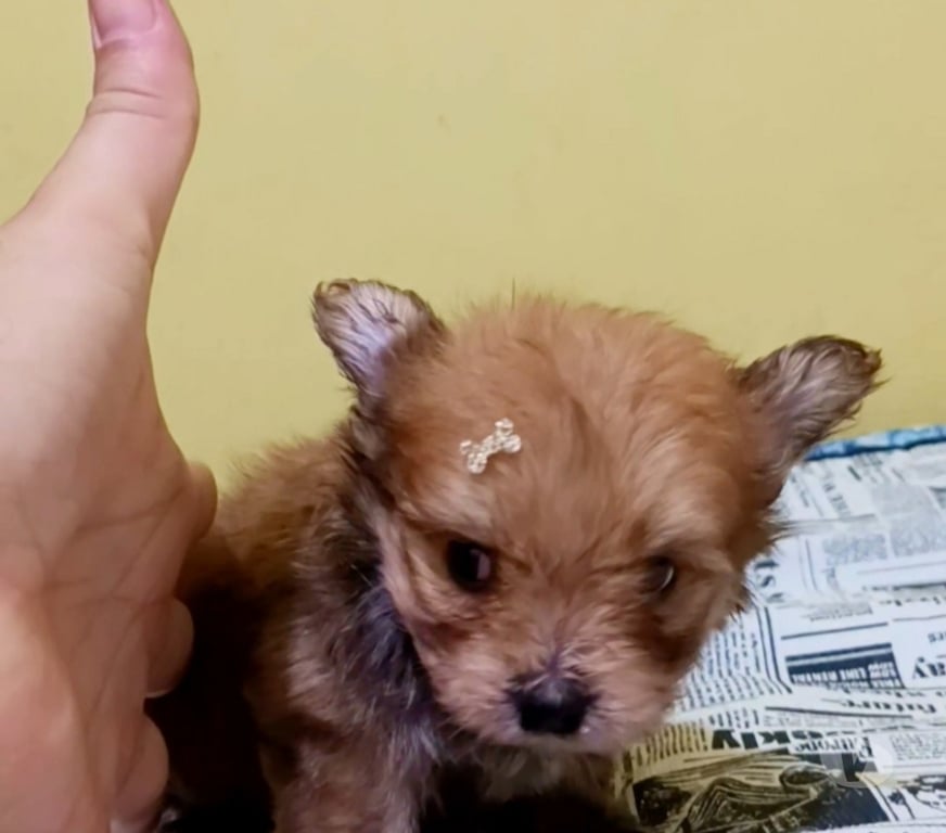 Animais Estimação à Venda Rio de Janeiro RJ Riachuelo, Rio de Janeiro - Fotos para Lulu da Pomerania