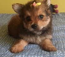 Lulu da Pomerania