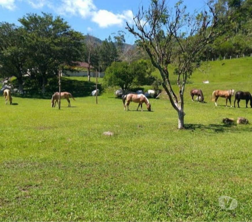 Fazendas - Sitios à venda Angelina SC - Fotos para Um pedacinho do paraíso bom preço