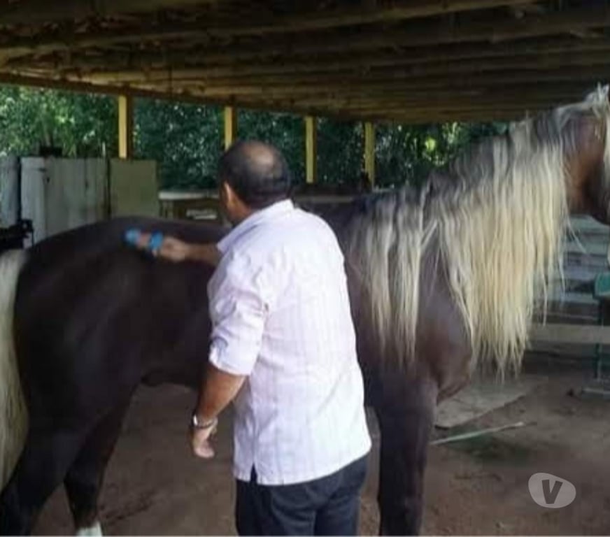 Fazendas - Sitios à venda Angelina SC - Fotos para Um pedacinho do paraíso bom preço