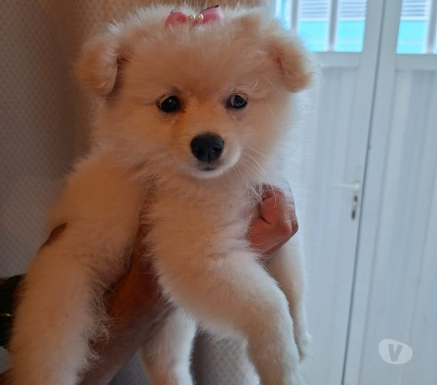 Animais Estimação à Venda Rio de Janeiro RJ Madureira - Fotos para Filhotes com 2 meses