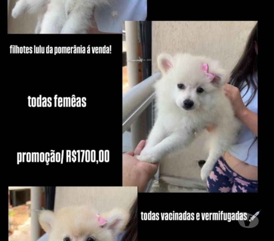 Animais Estimação à Venda Rio de Janeiro RJ Madureira - Fotos para Filhotes com 2 meses