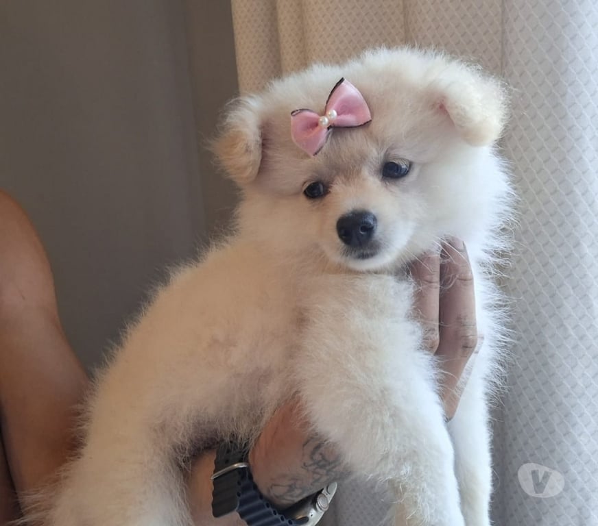 Animais Estimação à Venda Rio de Janeiro RJ Madureira - Fotos para Filhotes com 2 meses