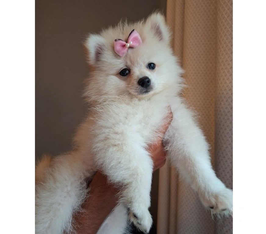 Animais Estimação à Venda Rio de Janeiro RJ Madureira - Fotos para Filhotes com 2 meses