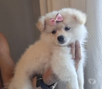 Filhotes com 2 meses