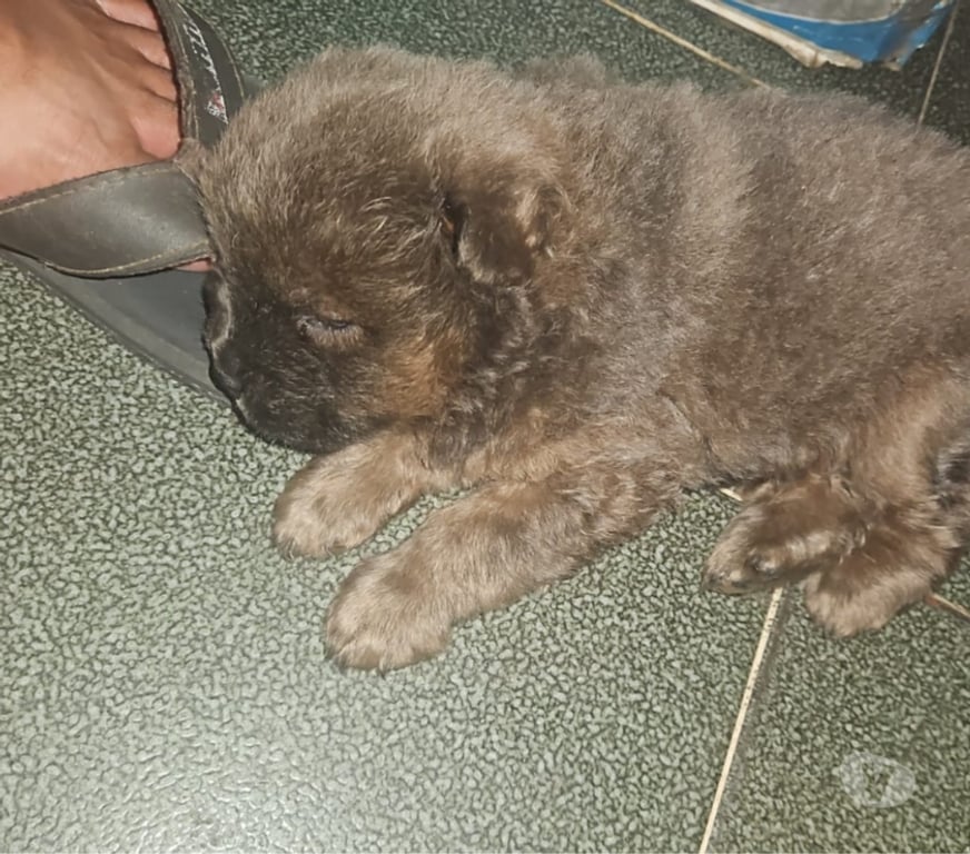 Animais Estimação à Venda Sao Goncalo RJ - Fotos para Chow-chow's a venda