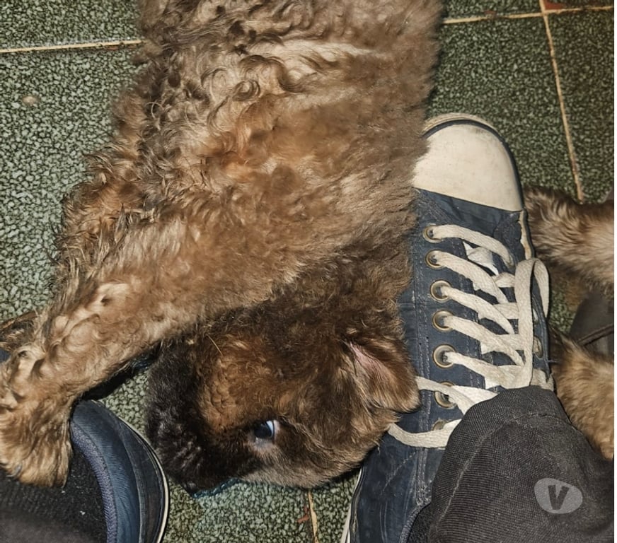 Animais Estimação à Venda Sao Goncalo RJ - Fotos para Chow-chow's a venda